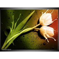 Foto canvas schilderij Tulp | Groen, Wit, Bruin 