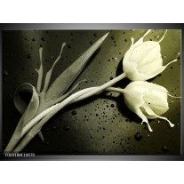 Foto canvas schilderij Tulp | Grijs, Zwart, Wit 