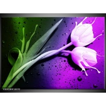 Foto canvas schilderij Tulp | Paars, Groen 