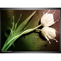 Foto canvas schilderij Tulp | Groen, Wit 