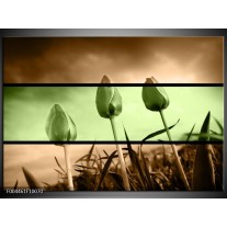 Foto canvas schilderij Tulp | Groen, Bruin 