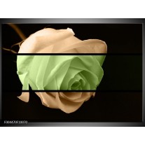 Foto canvas schilderij Roos | Groen, Bruin, Zwart 