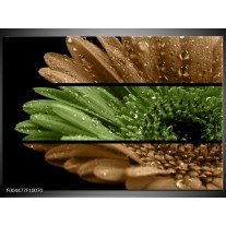 Foto canvas schilderij Bloem | Groen, Bruin 