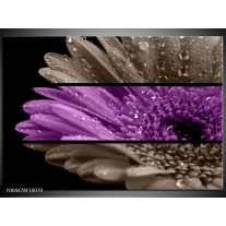 Foto canvas schilderij Bloem | Paars, Grijs 