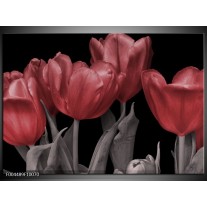 Glas schilderij Tulp | Rood, Grijs, Zwart 