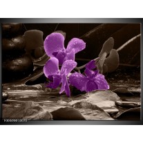 Foto canvas schilderij Orchidee | Paars, Grijs 