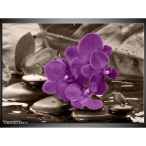 Foto canvas schilderij Orchidee | Paars, Grijs 