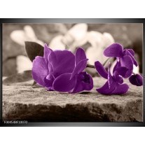 Foto canvas schilderij Orchidee | Paars, Grijs 