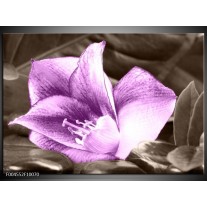 Foto canvas schilderij Bloem | Paars, Grijs 