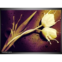 Foto canvas schilderij Tulp | Bruin, Wit, Paars 