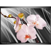 Glas schilderij Orchidee | Grijs, Roze, Wit 