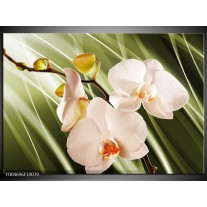 Foto canvas schilderij Orchidee | Groen, Roze, Wit 