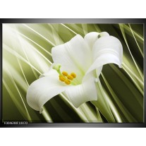 Foto canvas schilderij Bloem | Groen, Wit 