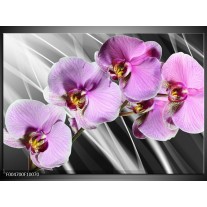 Foto canvas schilderij Orchidee | Paars, Grijs 