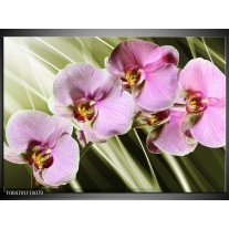 Foto canvas schilderij Orchidee | Groen, Paars 