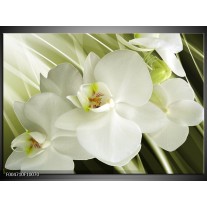 Foto canvas schilderij Orchidee | Groen, Wit 