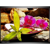Glas schilderij Orchidee | Paars, Groen, Bruin 
