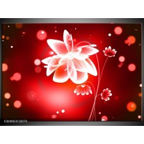 Foto canvas schilderij Bloem | Rood, Wit 