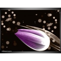 Foto canvas schilderij Tulp | Paars, Zwart 