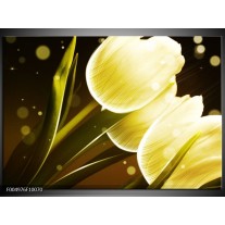 Glas schilderij Tulp | Geel, Bruin 