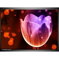 Foto canvas schilderij Tulp | Paars, Rood 