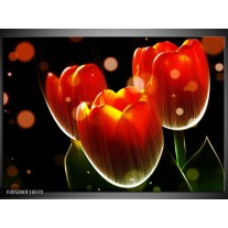 Foto canvas schilderij Tulp | Oranje, Geel, Rood 