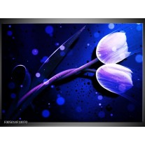 Foto canvas schilderij Tulp | Blauw, Paars, Wit 