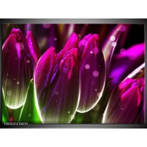 Foto canvas schilderij Tulp | Paars, Groen 