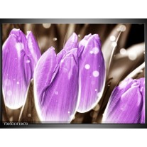 Foto canvas schilderij Tulp | Paars, Grijs 