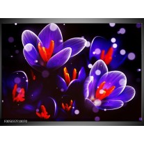 Foto canvas schilderij Krokus | Oranje, Blauw, 