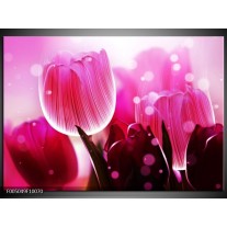 Foto canvas schilderij Tulp | Roze, Wit, Grijs 