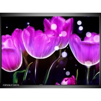 Foto canvas schilderij Tulp | Paars, Zwart 