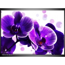 Glas schilderij Orchidee | Blauw, Wit 