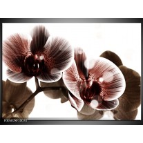 Foto canvas schilderij Orchidee | Bruin, Wit 