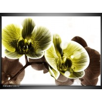 Glas schilderij Orchidee | Geel, Grijs 