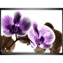 Glas schilderij Orchidee | Paars, Grijs 