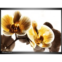 Glas schilderij Orchidee | Geel, Bruin, Wit 