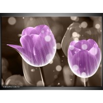Glas schilderij Tulp | Paars, Grijs 