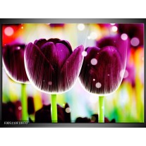 Foto canvas schilderij Tulp | Paars, Geel, 