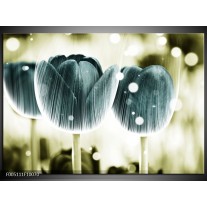 Foto canvas schilderij Tulp | Blauw, Wit 