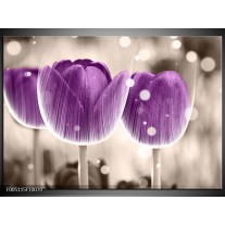 Foto canvas schilderij Tulp | Paars, Wit 