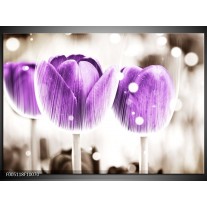 Glas schilderij Tulp | Paars, Wit 