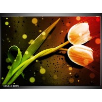 Foto canvas schilderij Tulp | Oranje, Groen, Rood 