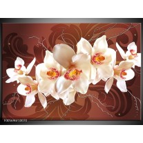 Glas schilderij Orchidee | Bruin, Crème 