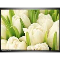 Foto canvas schilderij Tulpen | Wit, Groen 