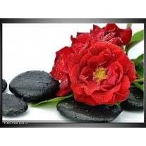 Foto canvas schilderij Roos | Rood, Zwart, Wit 