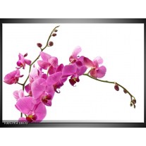 Glas schilderij Orchidee | Roze, Wit 