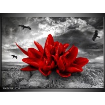 Foto canvas schilderij Lelie | Rood, Grijs 