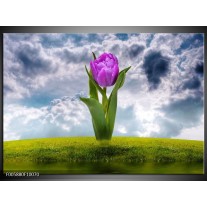 Foto canvas schilderij Tulp | Paars, Grijs, Groen 