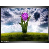 Foto canvas schilderij Tulp | Grijs, Paars 